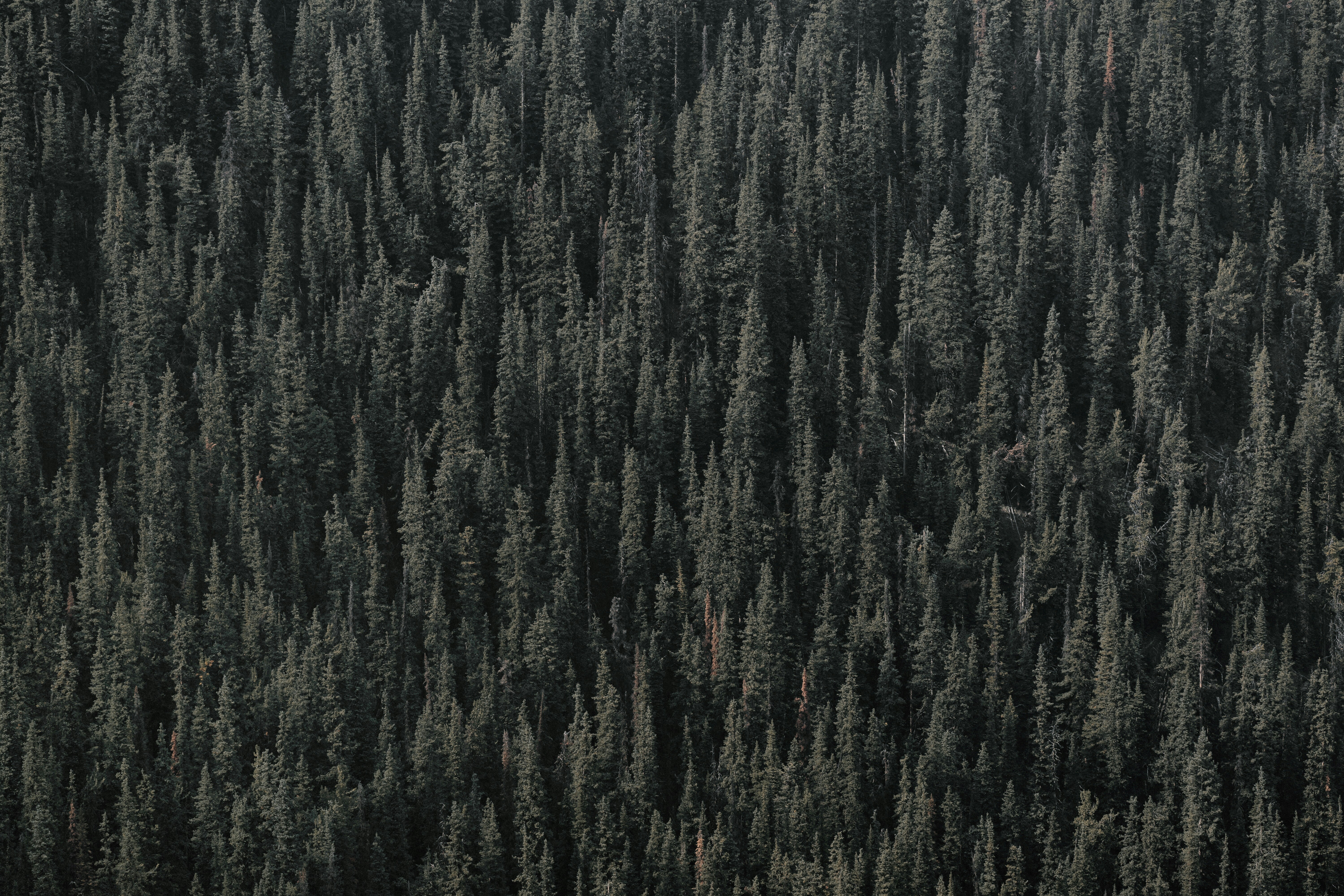 Pleias Releases Common Corpus, The Largest Open Multilingual Dataset for LLM training